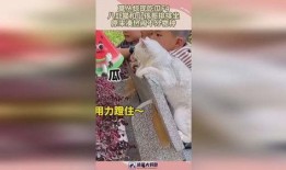 八卦哥免费吃瓜群,揭秘娱乐圈幕后故事，带你畅游娱乐八卦盛宴