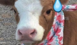 吃瓜娱乐酱小狗,揭秘娱乐圈萌宠背后的故事