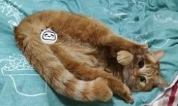 猫土豆在线观看,解锁精彩瞬间，畅享云端观影体验